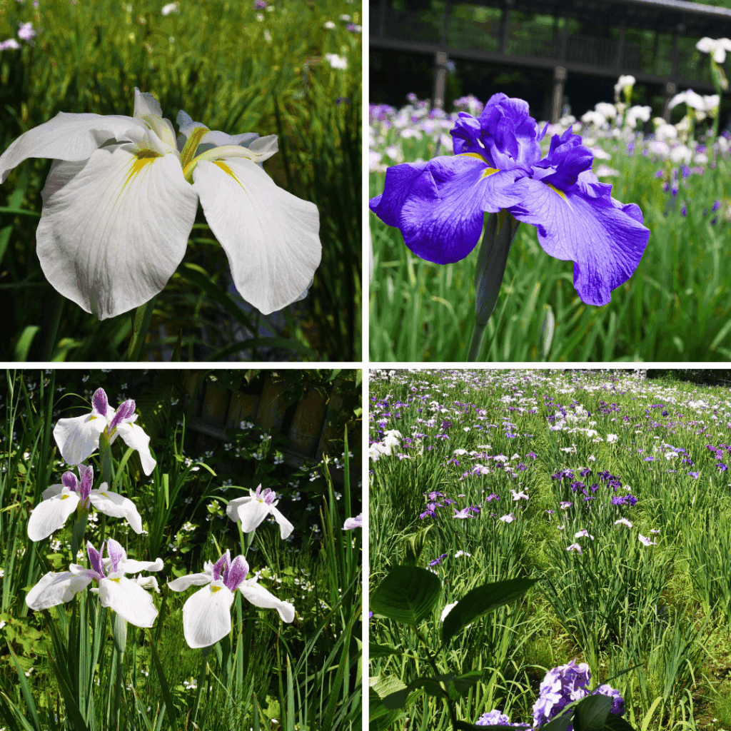 色とりどりの花菖蒲