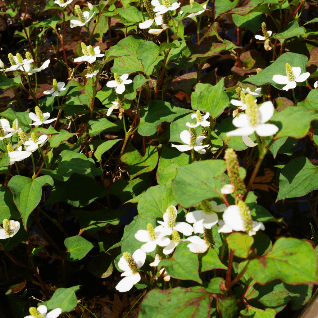 ドクダミも咲いてました