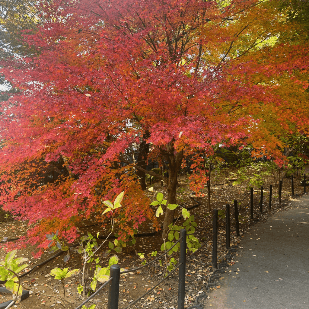 本土寺の紅葉(11月下旬)