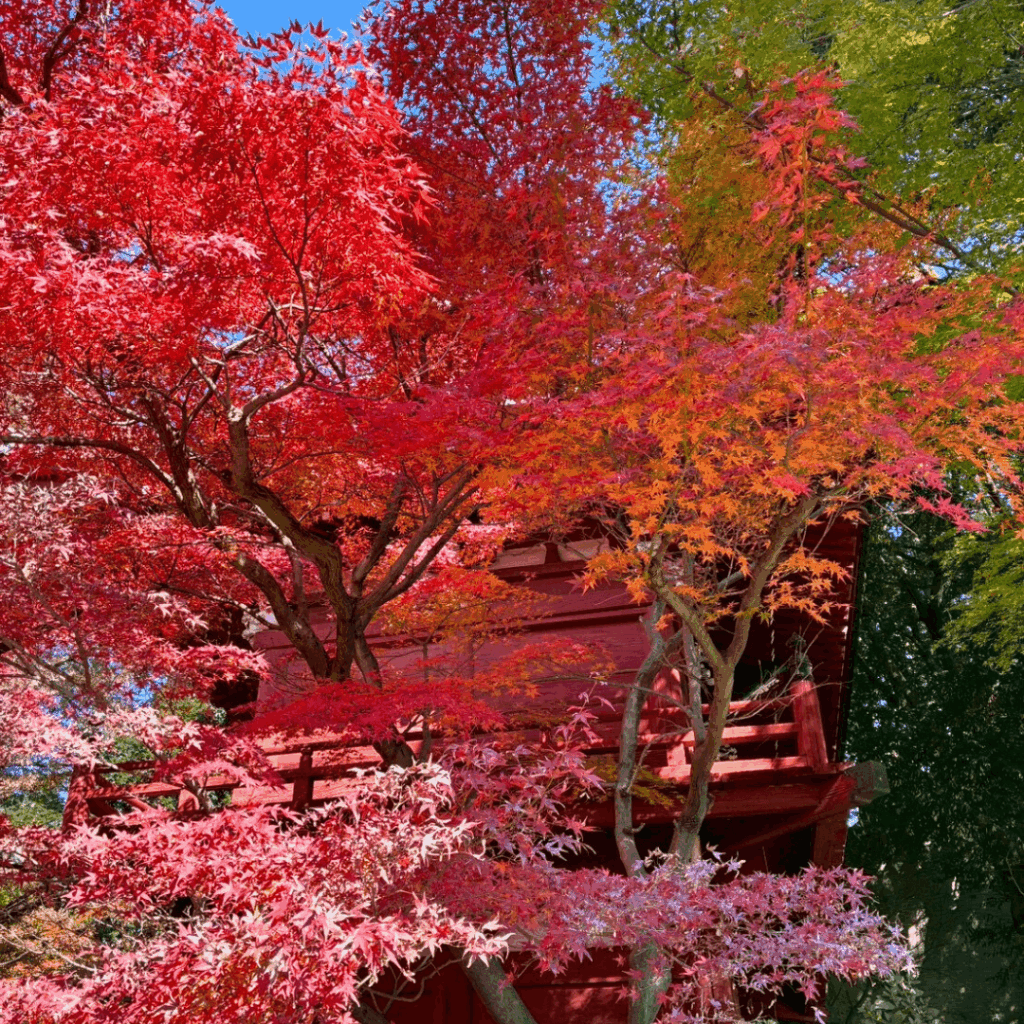 緑から赤への移り変り