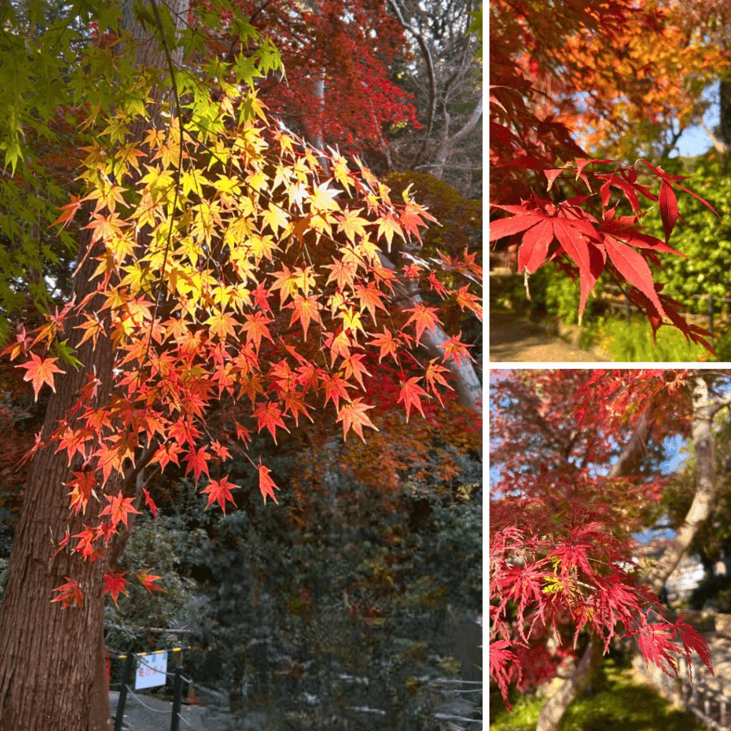 紅葉の種類も色々あります