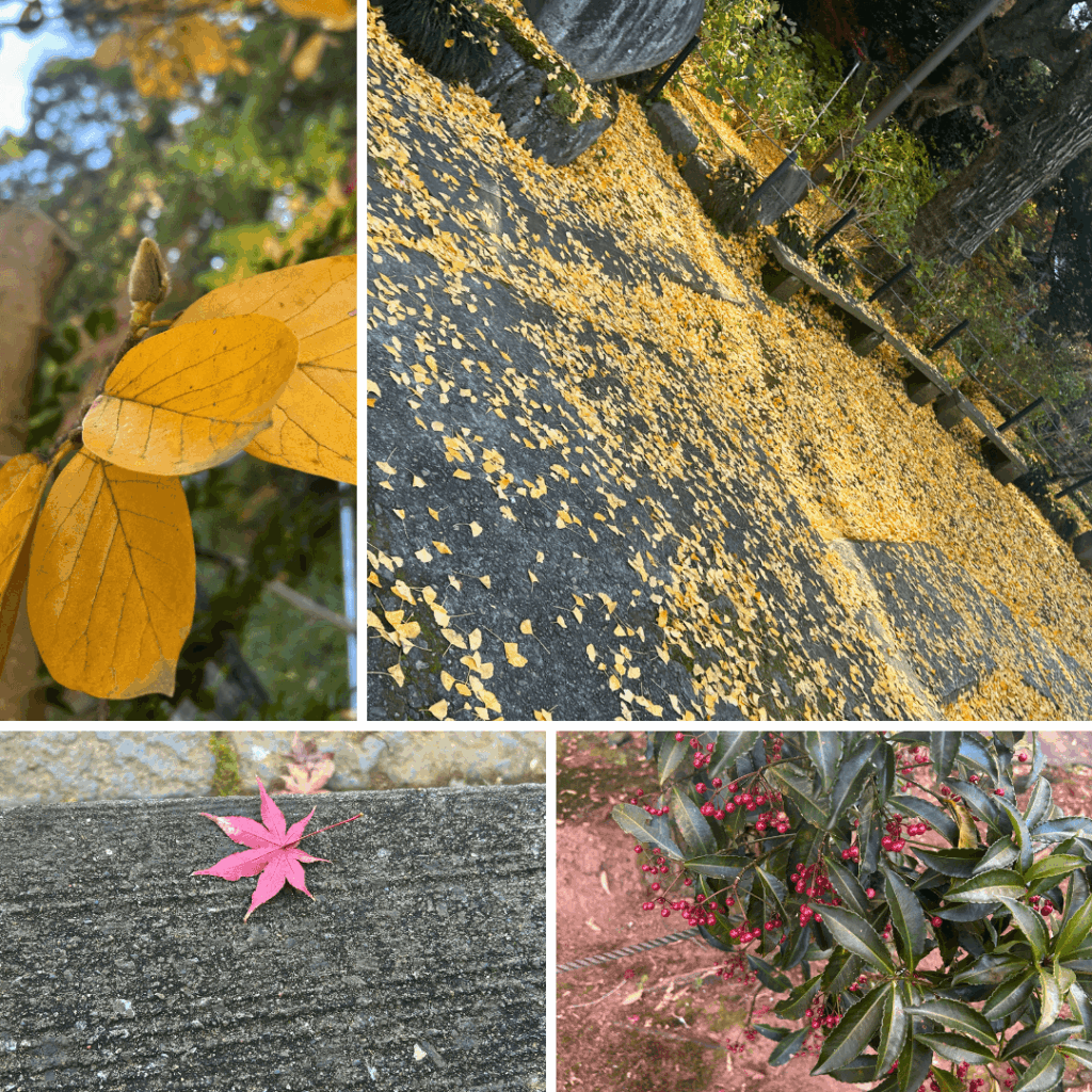 イチョウ・木蓮・マンリョウ