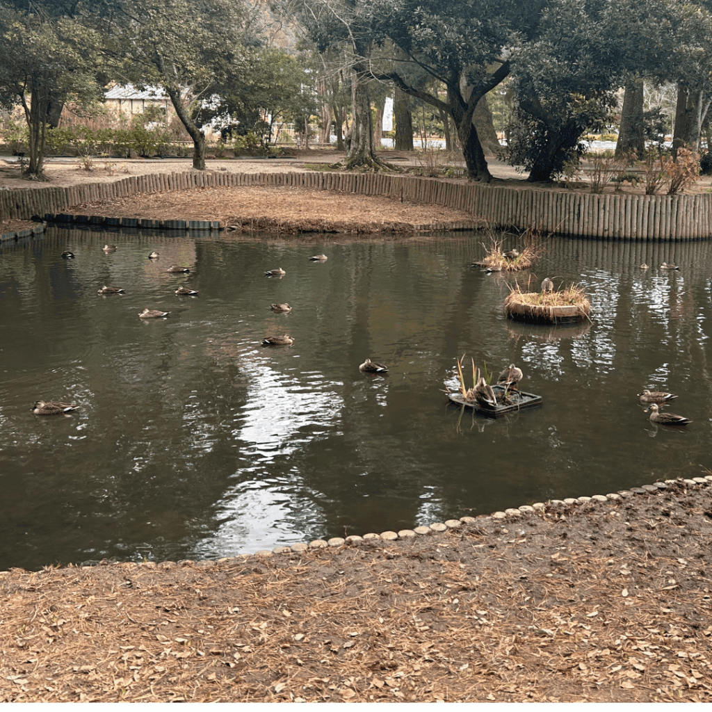 浄の池と鳥さん