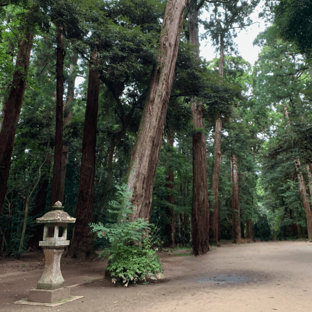 木々の力を感じますね