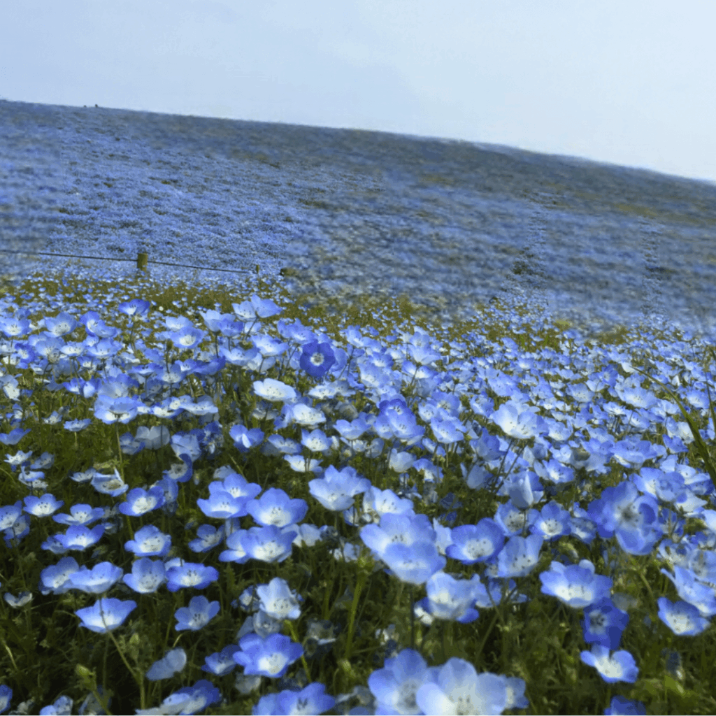 ひたち海浜公園のネモフィラ