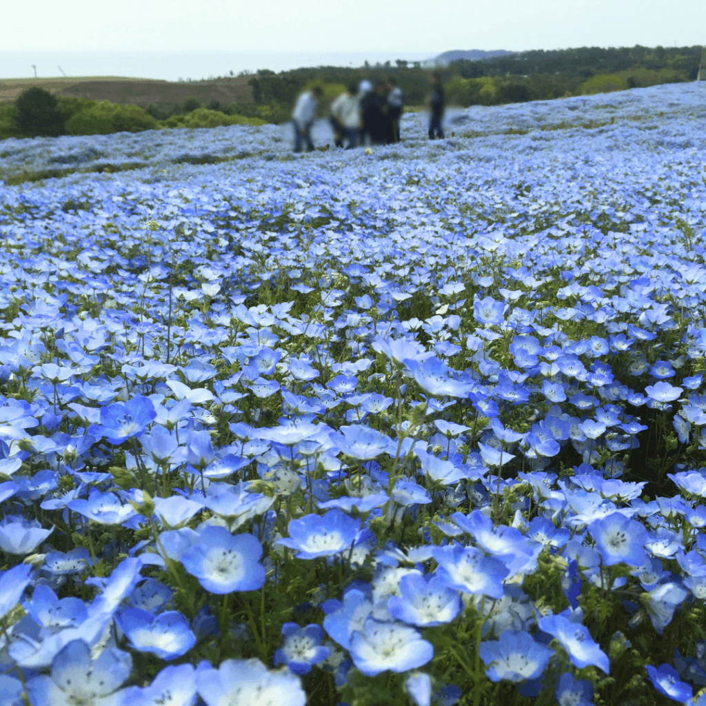 ネモフィラのアップ