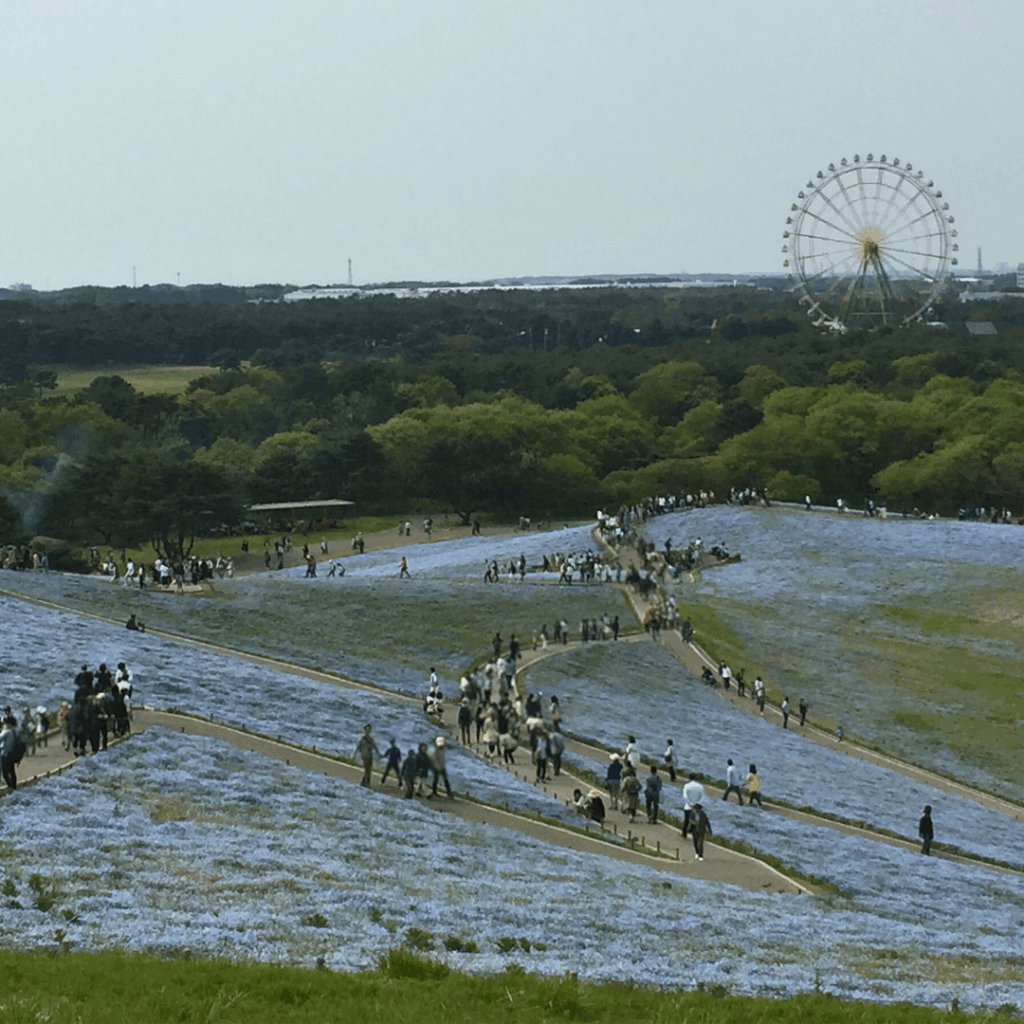 こっちは時期ずれでまばらでした