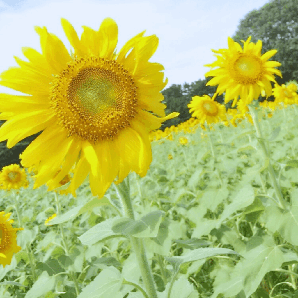 ひたち海浜公園のひまわり！