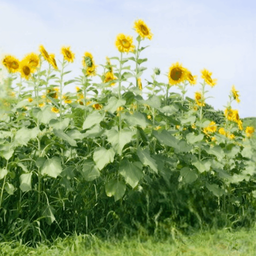 夏らしい景色です