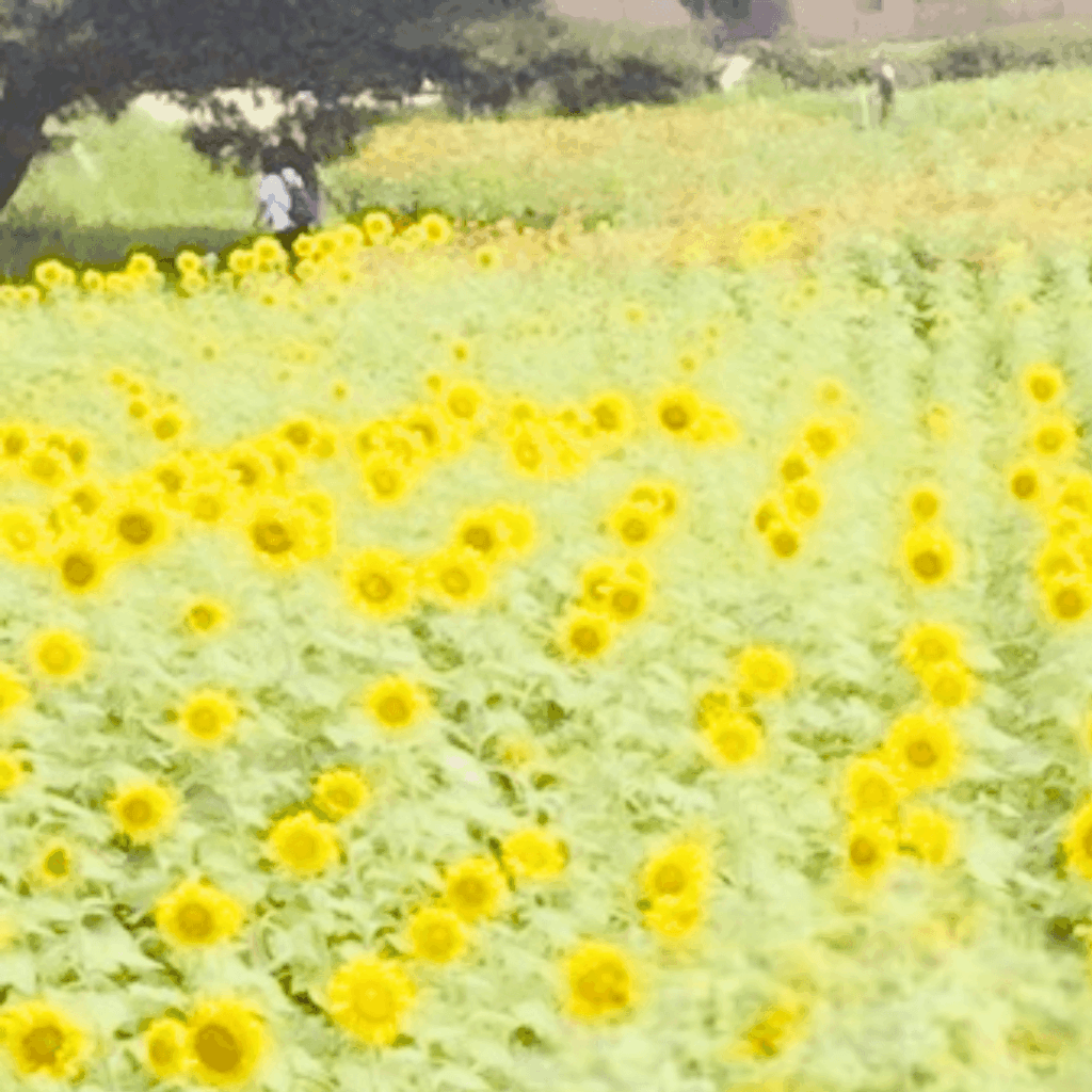 アップしすぎて画質悪い