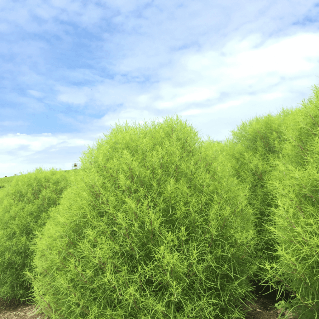 ひたち海浜公園のコキア(夏)