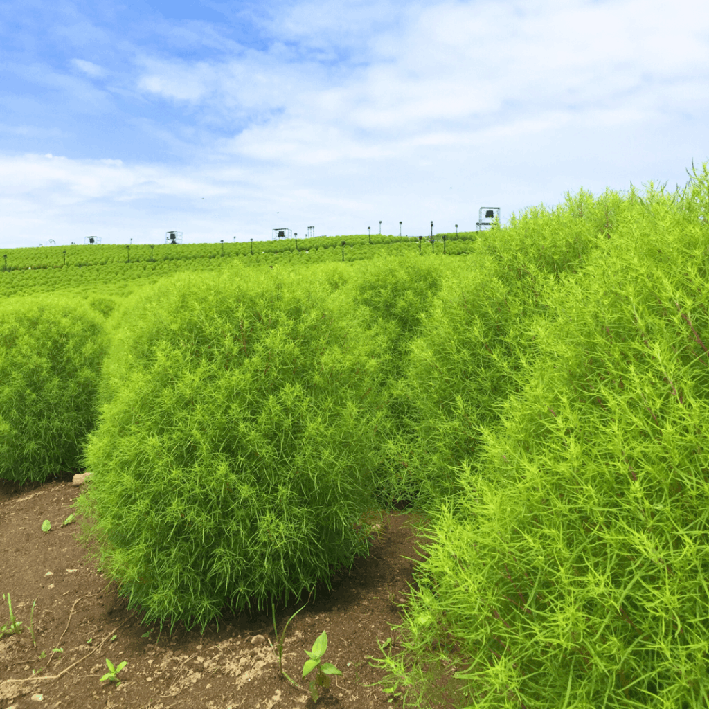 夏のコキアも爽やかでいいですね