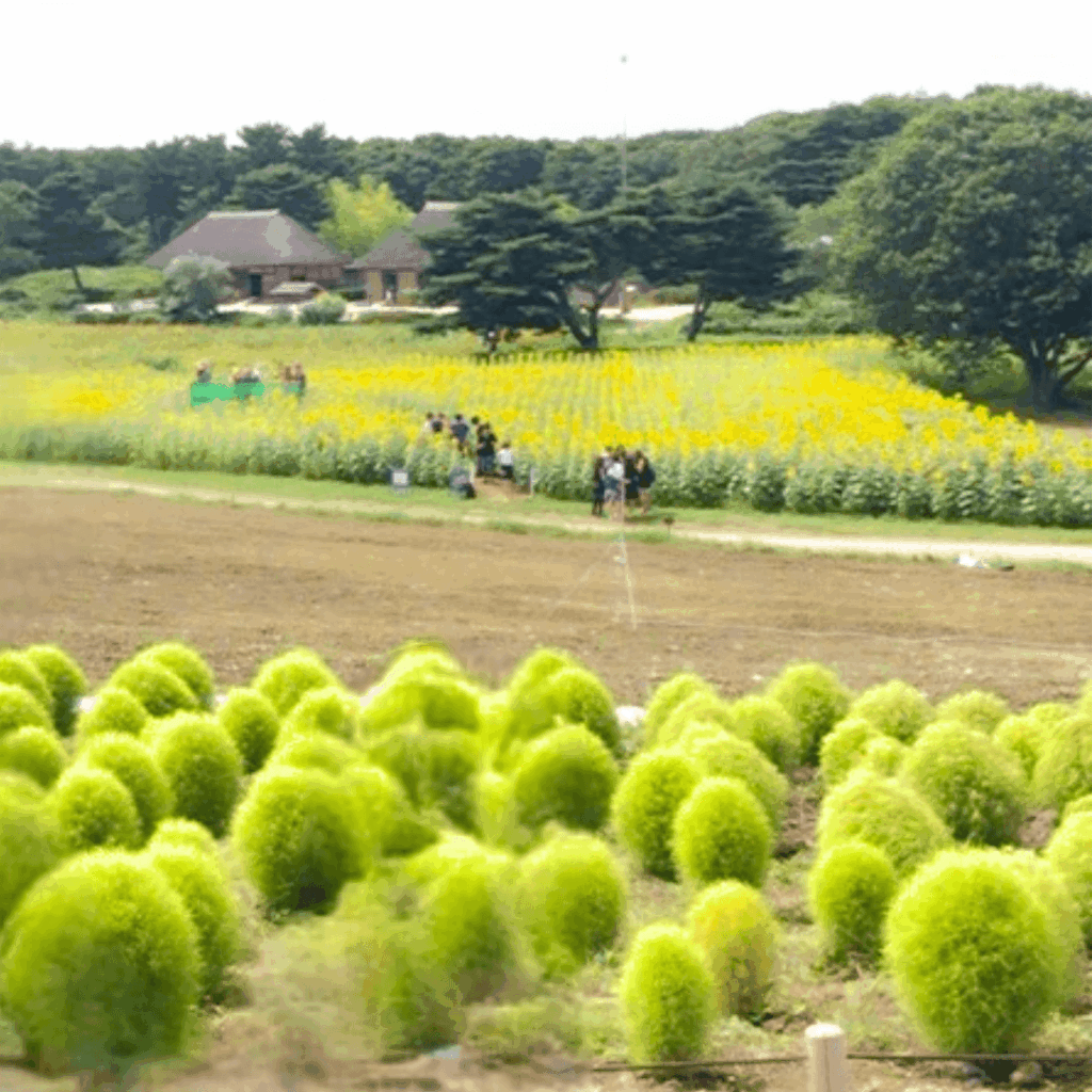 コキアとひまわり