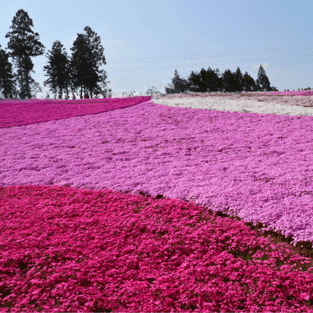 色鮮やかな芝桜の丘