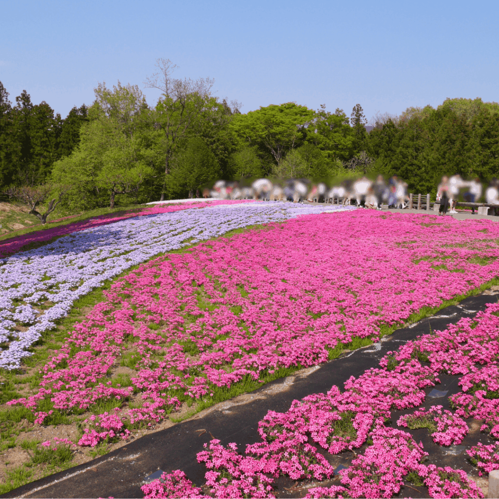 これから見頃らしく少しまばらな場所も