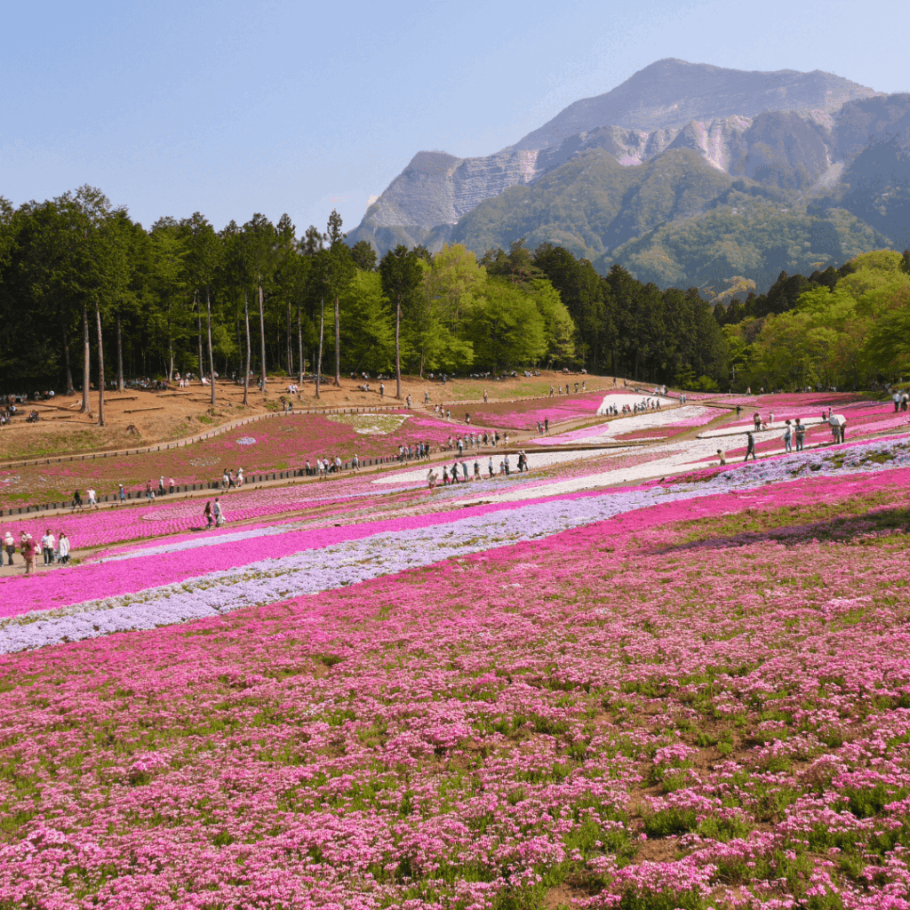 秩父の山並みと芝桜