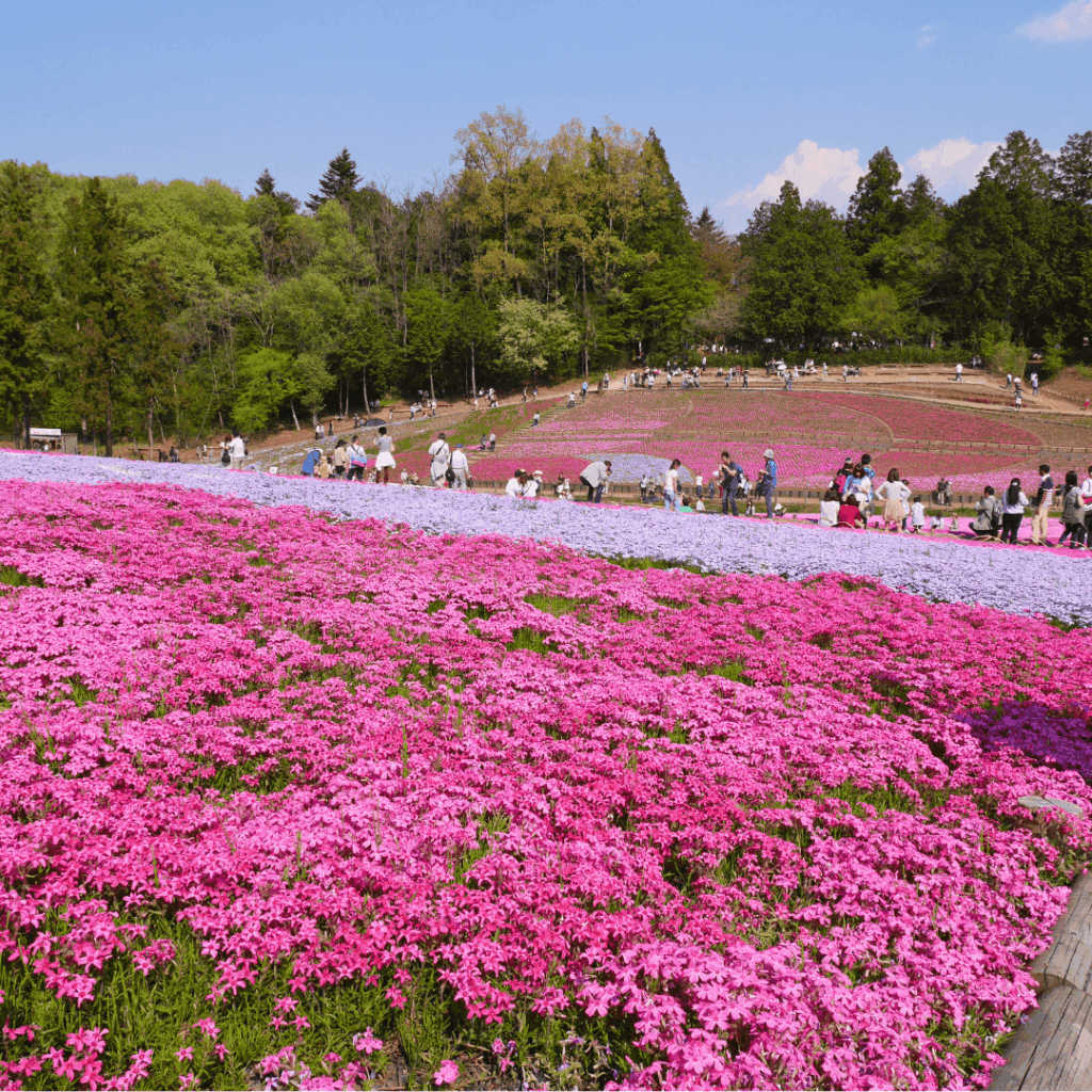 人も多いけどゆったり見られます
