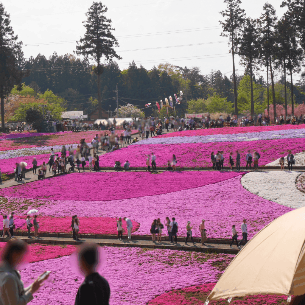 鯉のぼりと芝桜