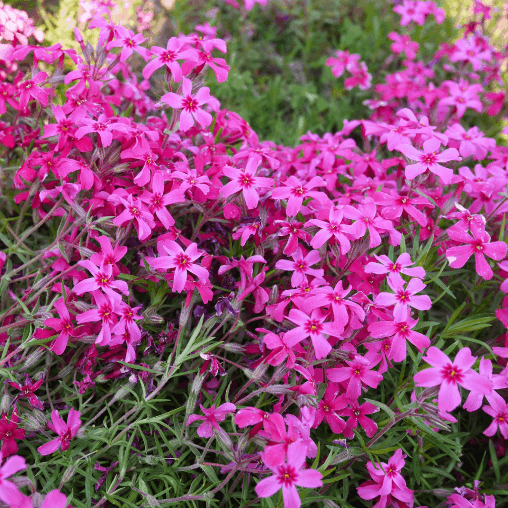 枯れている芝桜もありますね