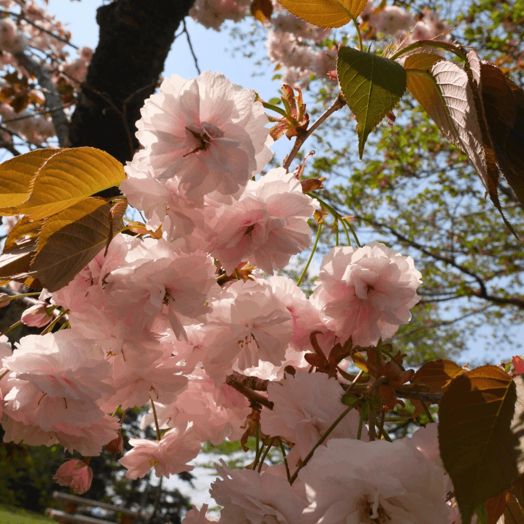 桜餅食べたくなりました