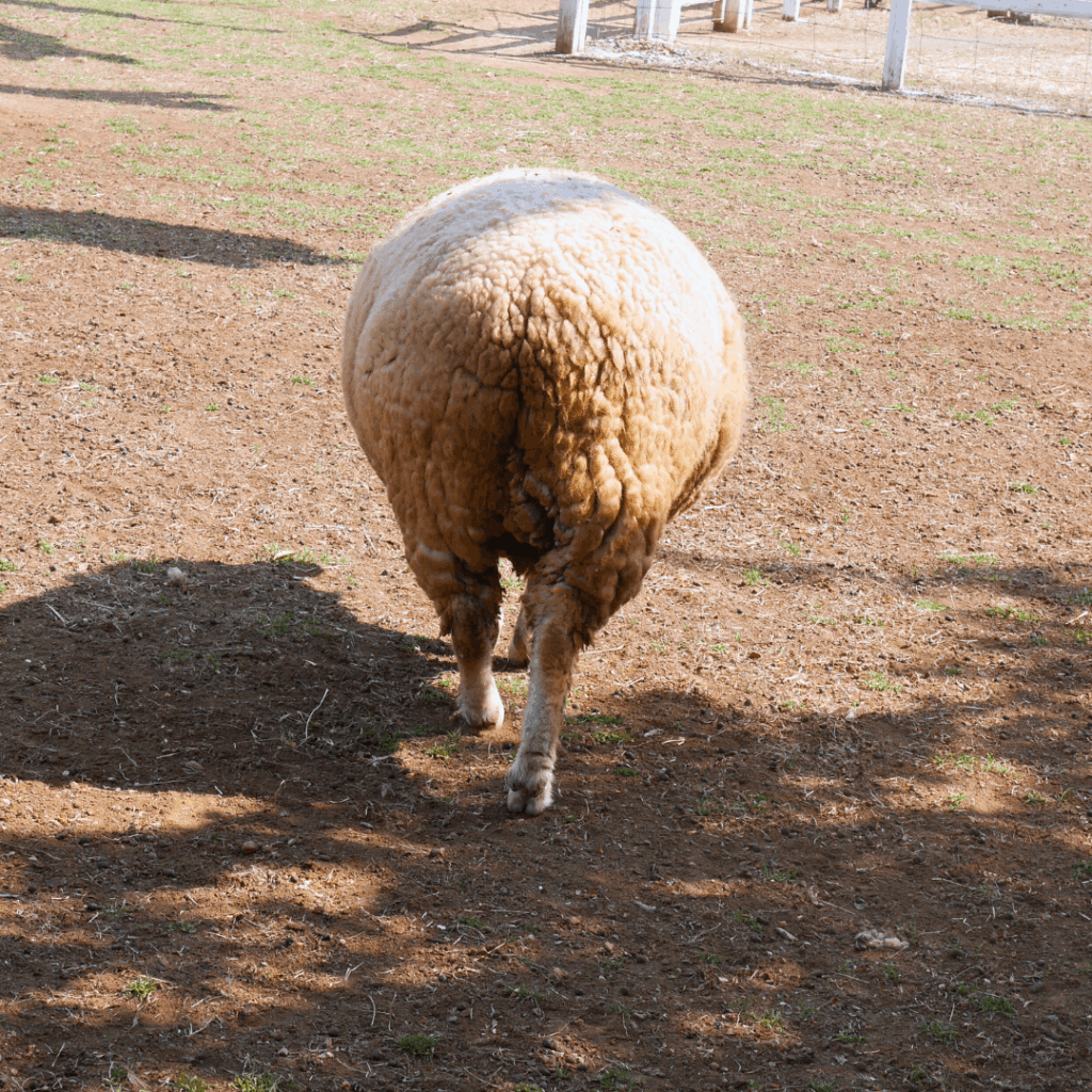 羊さんのまん丸おしり