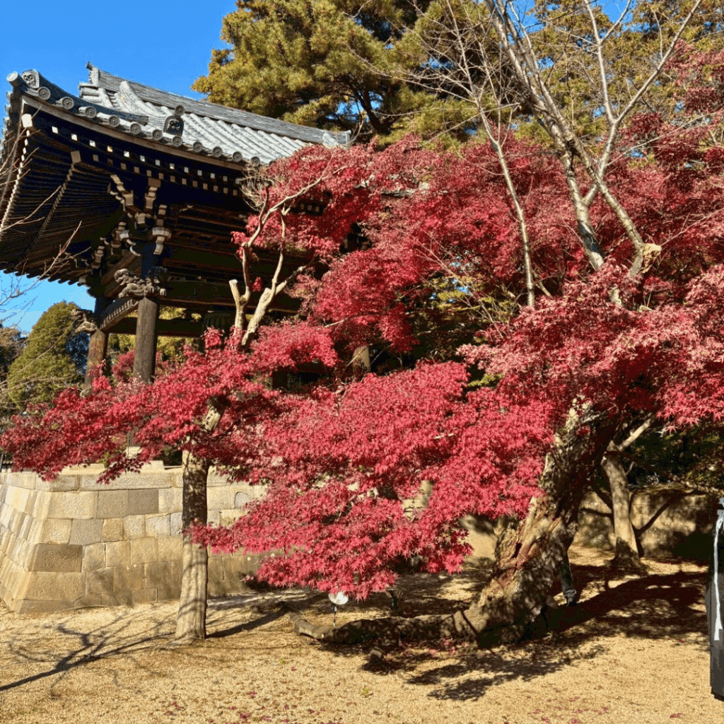 陽当たりで色づき方が違います