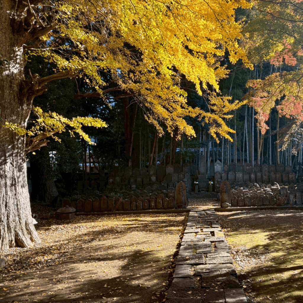 イチョウの黄色