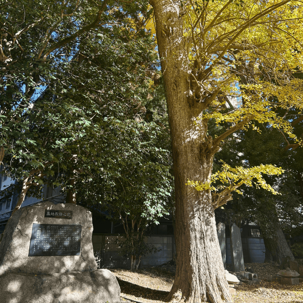 石碑とイチョウ