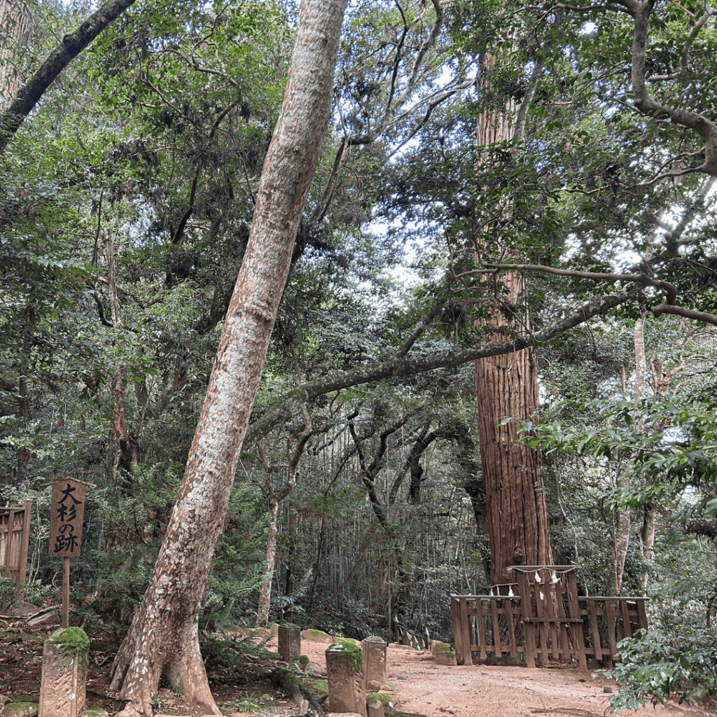 大杉の跡と杉